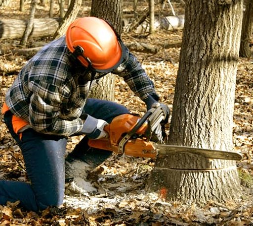 Tree Removal in Jamestown, TN